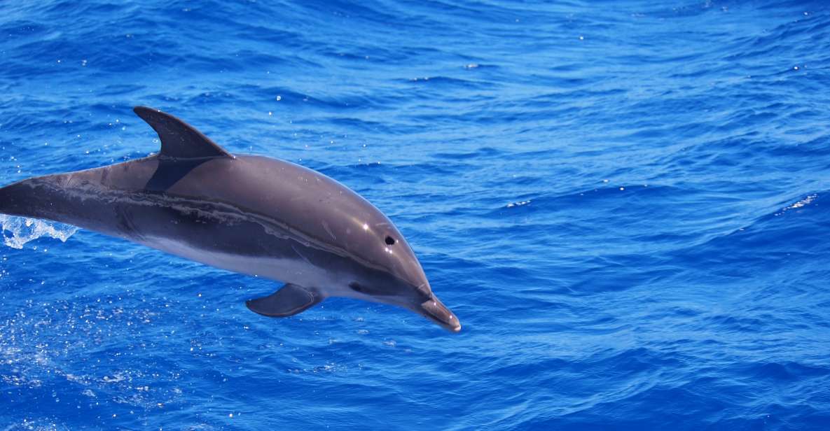 Funchal: Private Catamaran Tour With Dolphin Watching - Catamaran Description