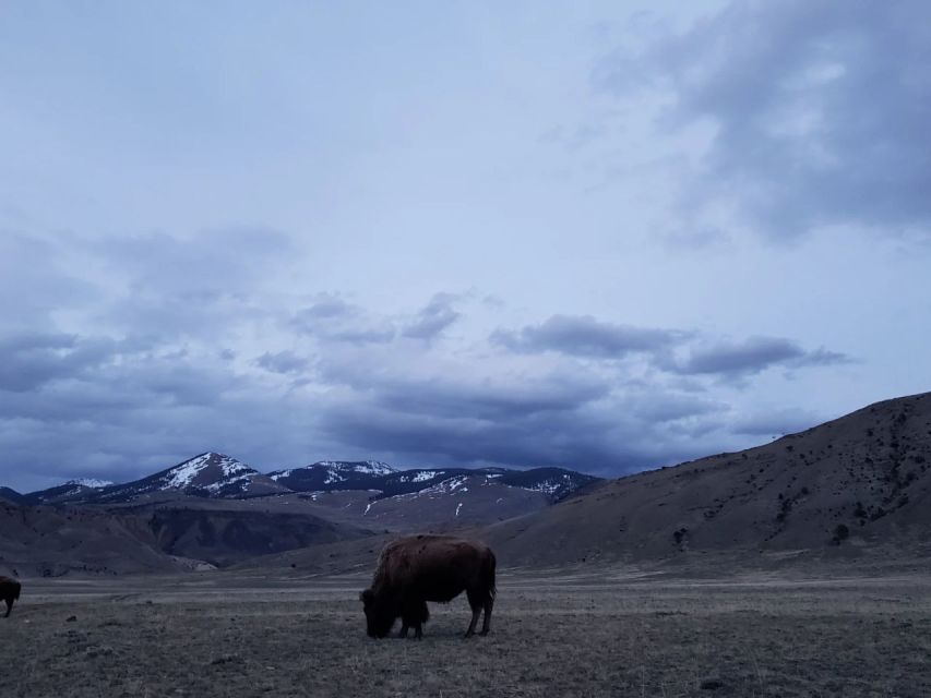 Gardiner: Yellowstone National Park Wildlife Guided Tour - Tour Description