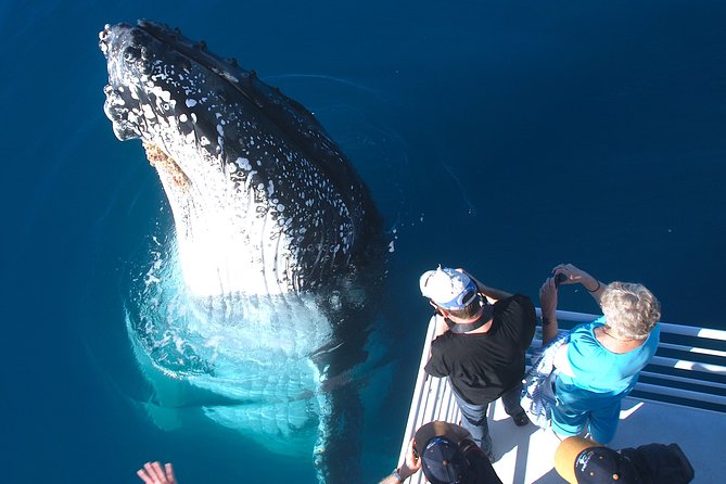 Hervey Bay Whale Watching Experience - Inclusions and Amenities