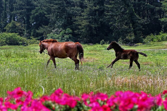 Jeju Island -Full Day Flexible Sightseeing Private (Guide Tour) - Important Traveler Information