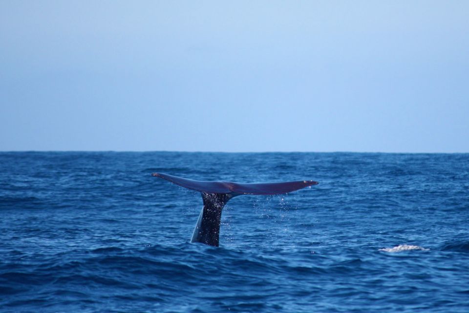 Madeira: Whale and Dolphin Watching Private Cruise - Experience Description