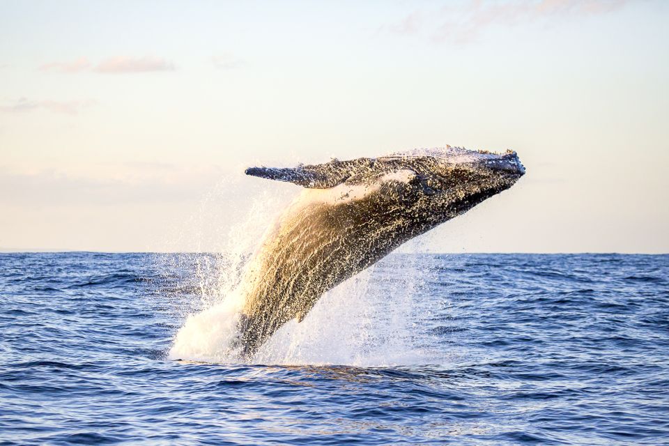 Oahu: Waikiki Eco-Friendly Morning Whale Watching Cruise - Important Booking Information