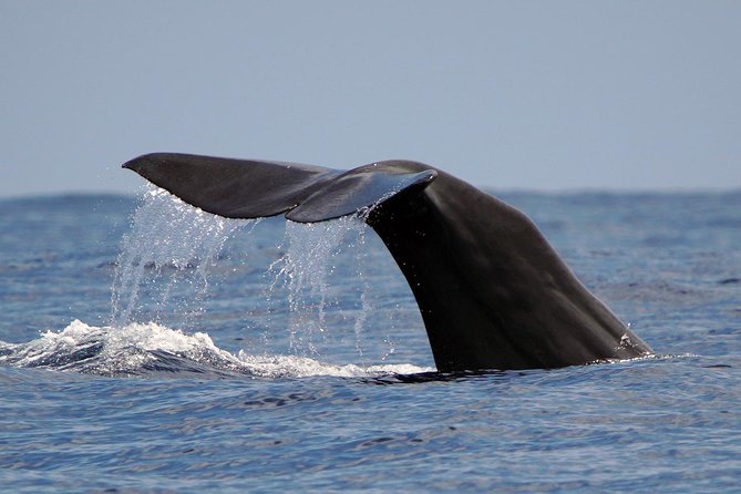 Private 2 Hour Whale Watching Tour - Meeting Point