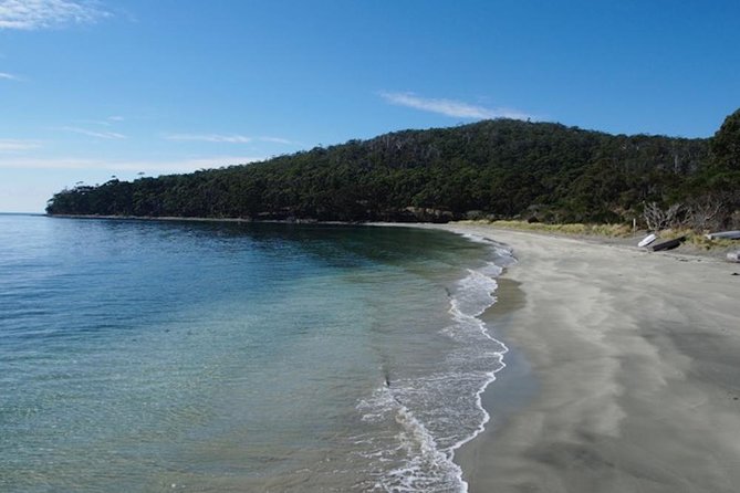 SHORE EXCURSION - Full-Day Guided Bruny Island Tour From Hobart - Wildlife Encounters and Swimming