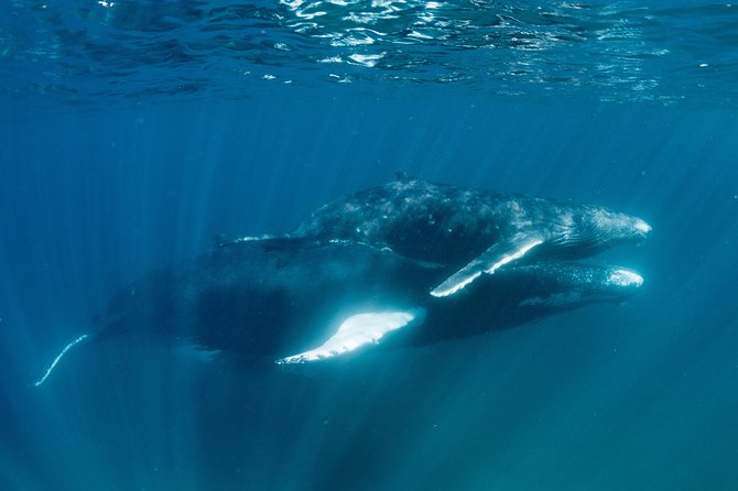 Swim With Humpback Whales - Ningaloo Reef - 3 Islands Whale Shark Dive - Meeting Your Expert Guides