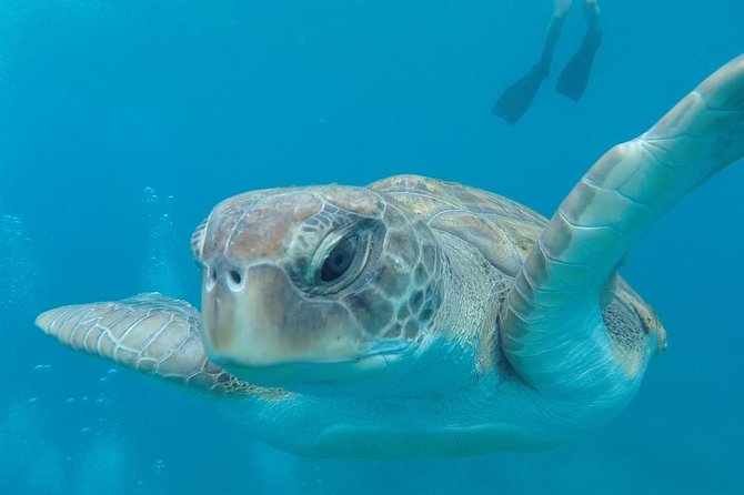 Tenerife by Kayak and Snorkeling Adventure in Small Group - Meeting and Pickup Details