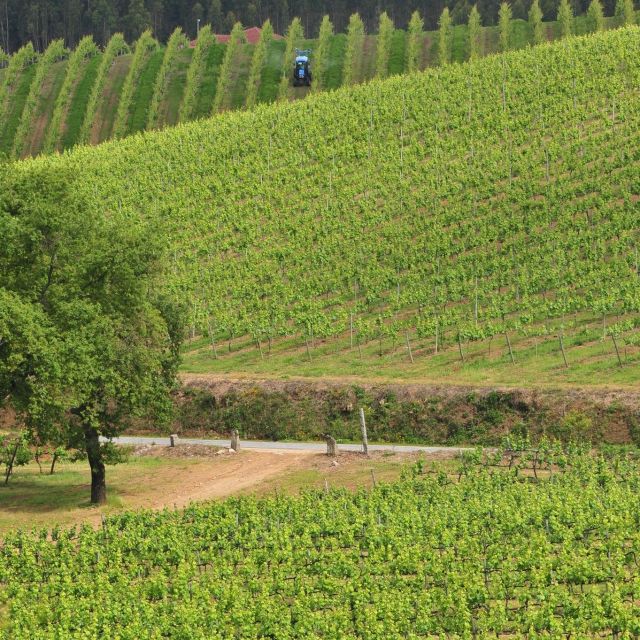 Vinho Verde Route - Private Wine Experience Including Lunch - Important Information