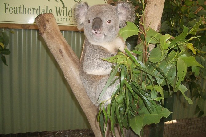 Blue Mountains PRIVATE Day Tour With Wildlife Park. - Pickup Points and Logistics