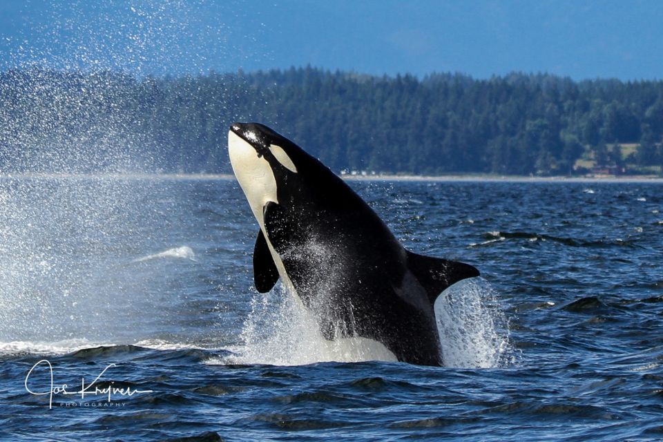 Campbell River: Whale Watching Covered Boat Tour With Lunch - Restrictions