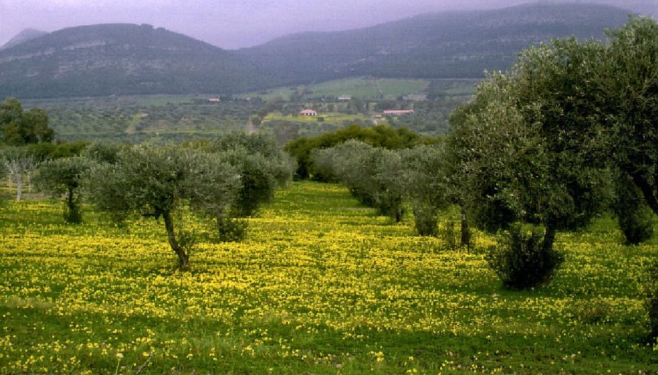 Corfu: Hiking in Olive Groves,Village,Sunset,with Swim Stop - Customer Reviews