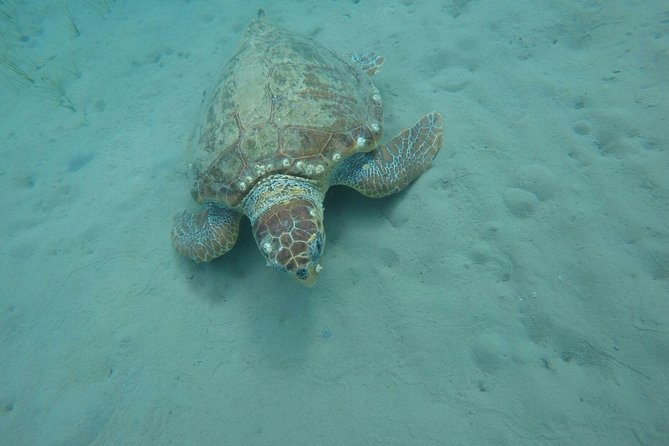 Cruise to Turtles Island and Caves With a Glass Bottom Boat - Reviews