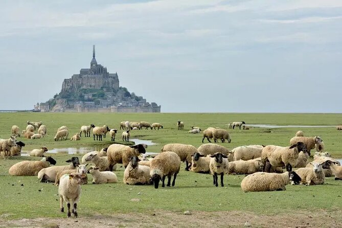 Day Trip With a Local Driver Mont Saint Michel From Saint Malo 6h - Pricing and Booking