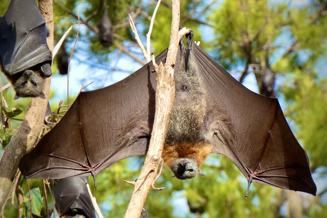 Flying Fox Experience, Thousands of Australias Largest Bat - Comfortable Transportation Provided