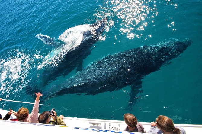 Hervey Bay Whale Watching Experience - Pickup and Meeting Points