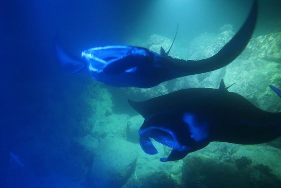 Kailua-Kona: Manta Ray Night Snorkel With Wetsuit - Price and Duration