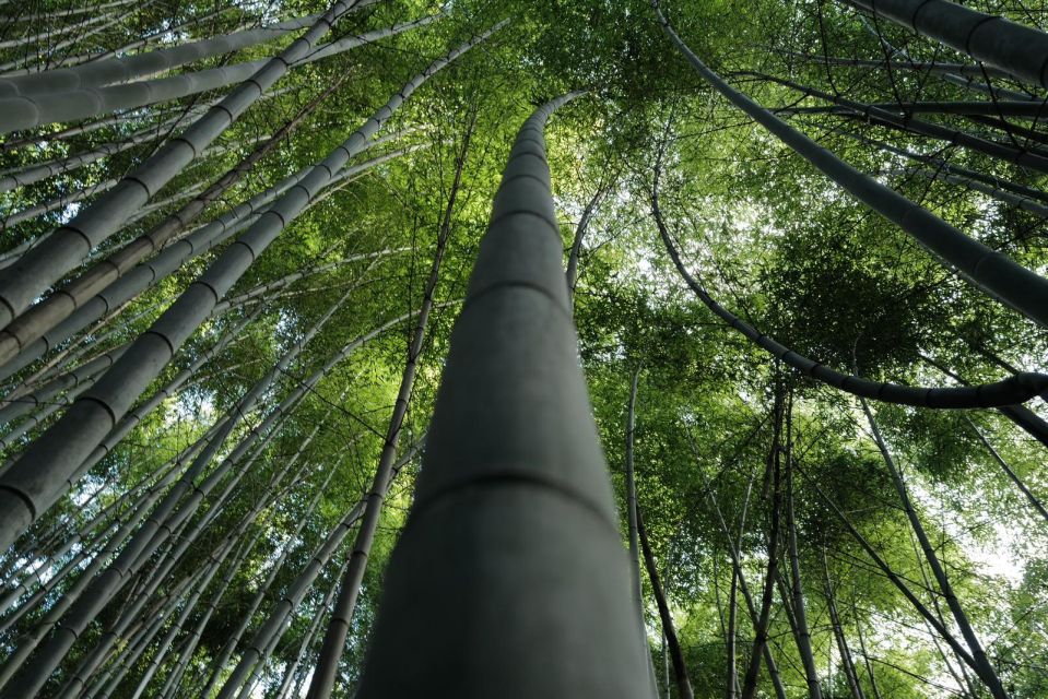 Kyoto: Early Morning Tour With English-Speaking Guide - Important Information