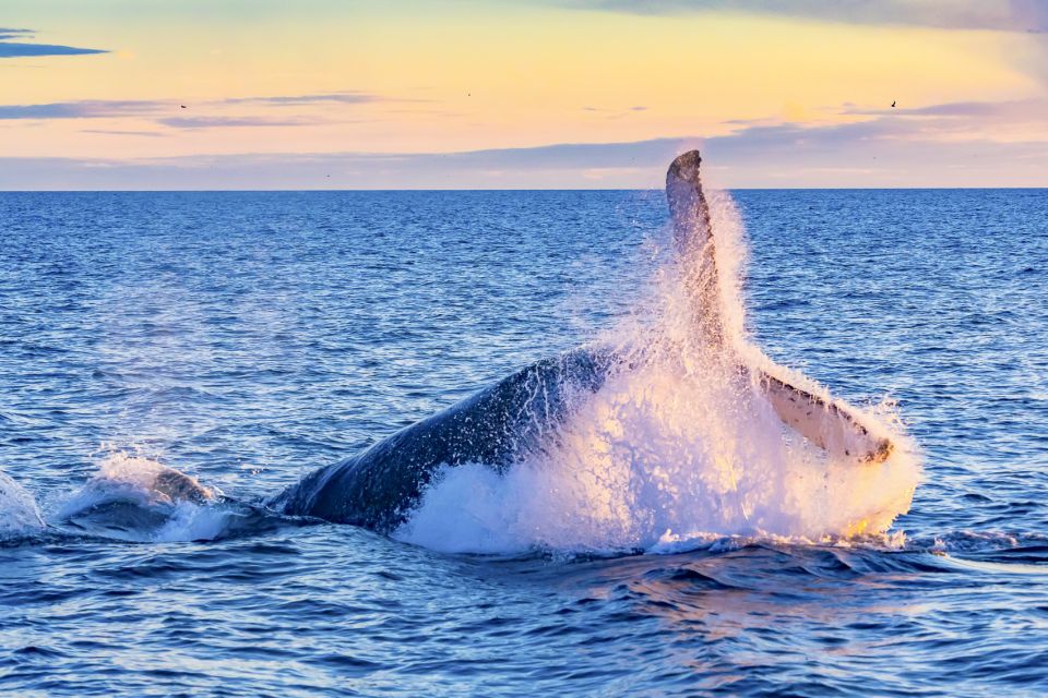 Oahu: Waikiki Eco-Friendly Morning Whale Watching Cruise - Additional Helpful Information