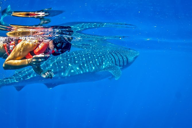 Private Whale Shark All Inclusive Experience - Cancellation Policy Overview