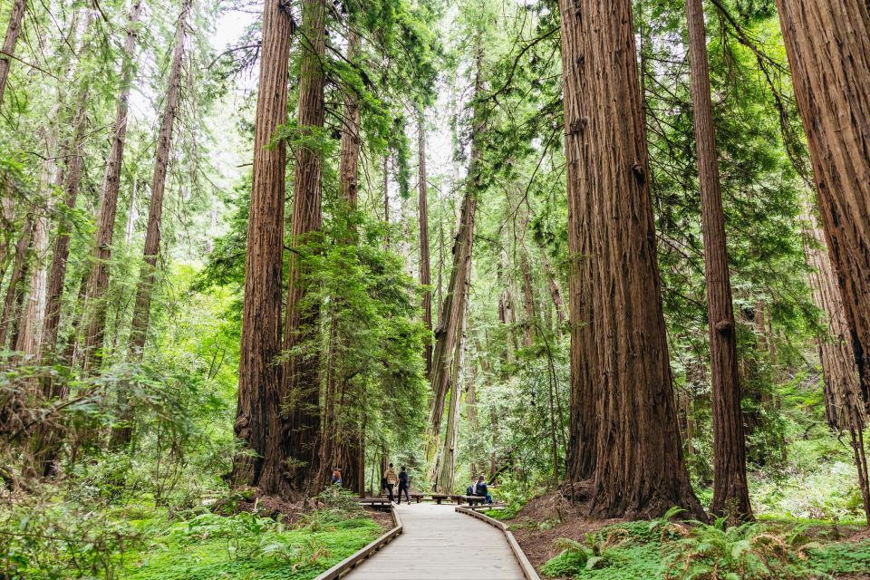 San Francisco: Muir Woods & Sausalito Tour With Ferry Option - Tour Details