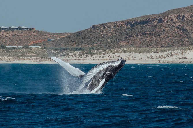 Swim With Humpback Whales - Ningaloo Reef - 3 Islands Whale Shark Dive - Onboard Amenities and Services