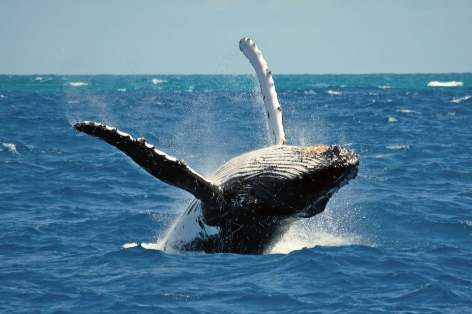 Terceira Island Whale Watching and Jeep Tour - Important Information