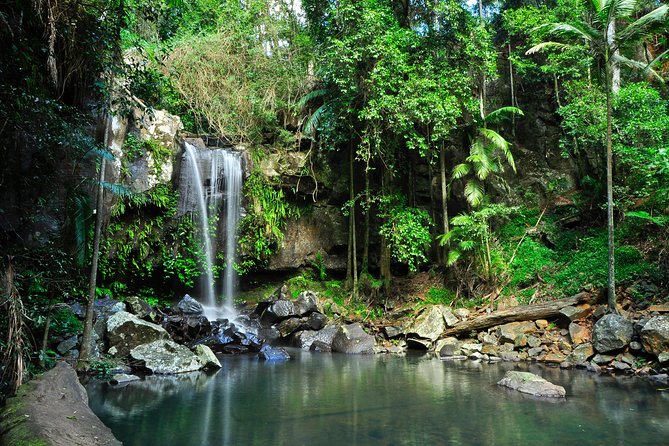 The Tastes of Tamborine Mountain - Delight in Local Produce and Cuisine