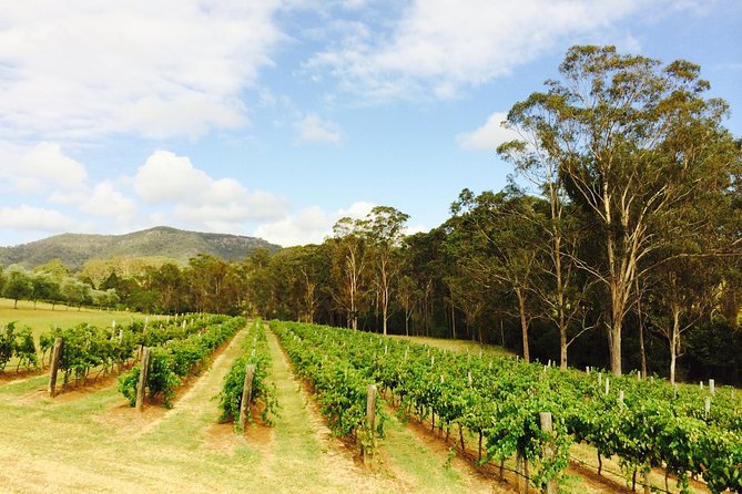 Tulloch Wines- Mystery Wine Tasting Experience With Local Cheese and Charcuterie - What to Expect From the Tour