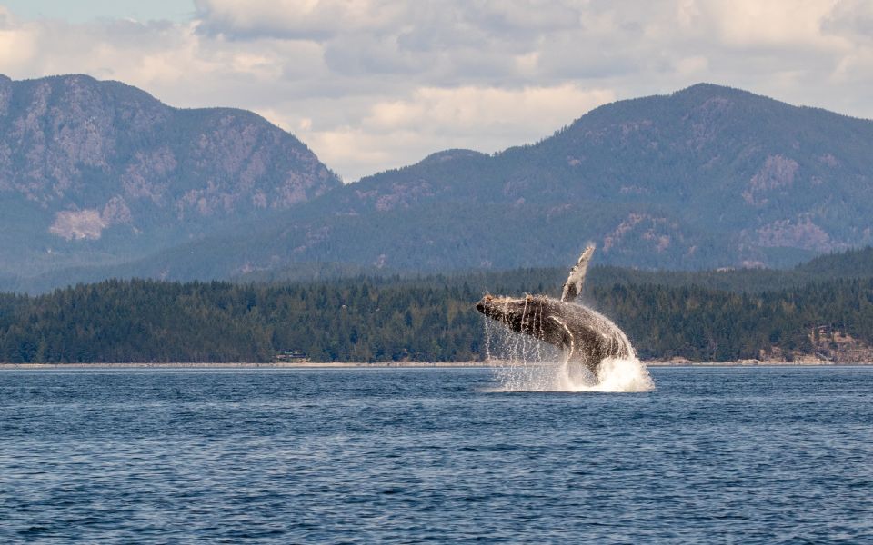 Campbell River: Whale Watching Covered Boat Tour With Lunch - Additional Information