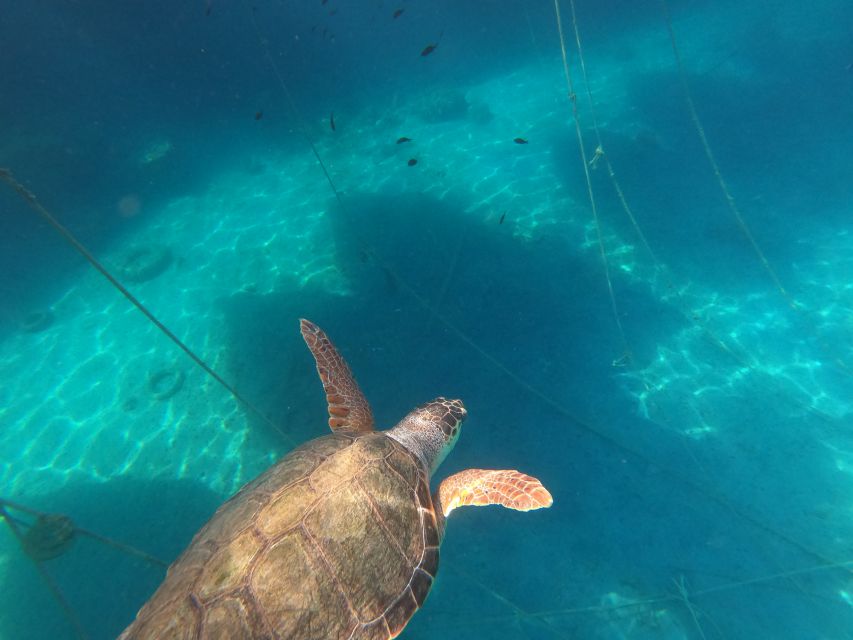 Chania: Stand-Up Paddleboard Small Group Tour - Inclusions and Exclusions