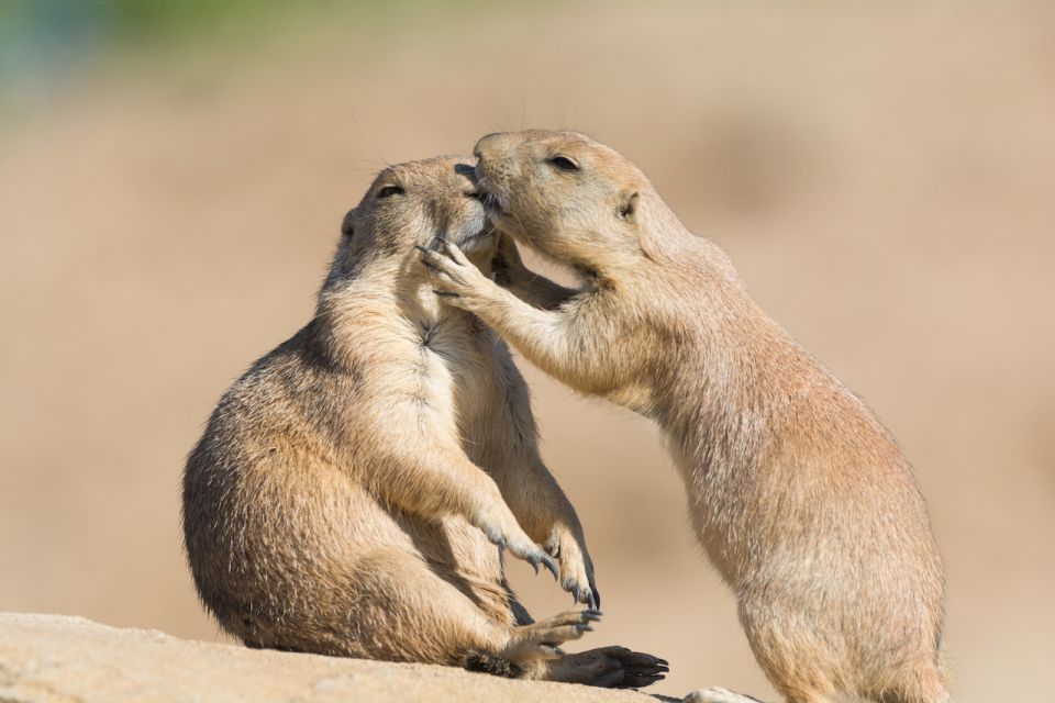 Emmen: Wildlands Adventure Zoo and Rimbula River Cruise - Additional Information