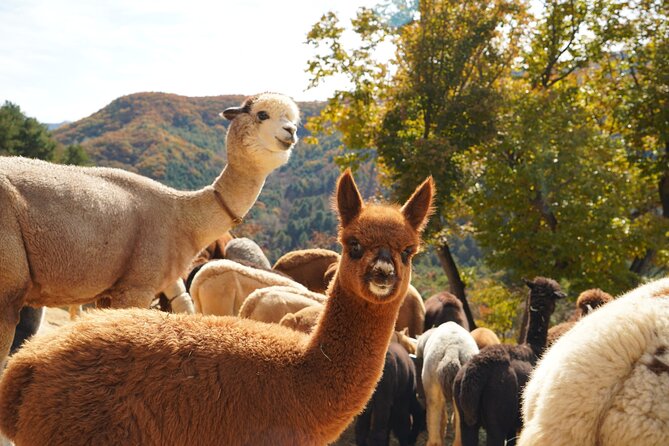 Full-Day Legoland and Alpaca World Guided Tour From Seoul - What to Expect on Tour