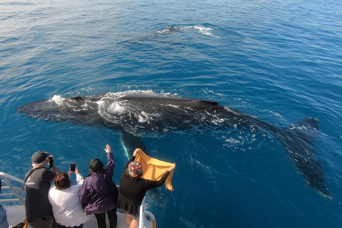 Hervey Bay Whale Watching Experience - Hervey Bay Cruise Essentials