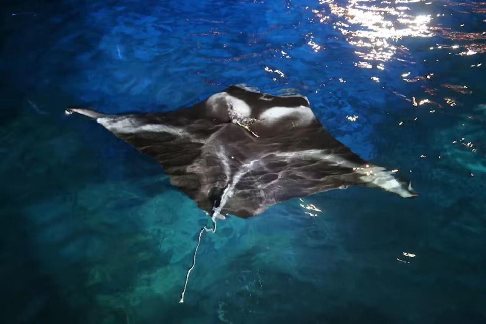 Kailua-Kona: Manta Ray Night Snorkel With Wetsuit - Directions