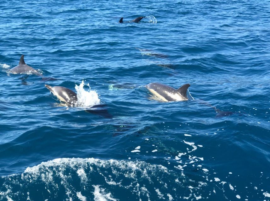 Madeira: Whale and Dolphin Watching Private Cruise - Important Information