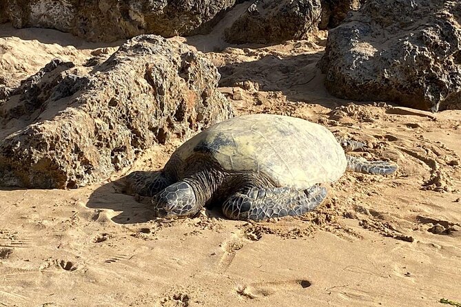 Private Oahu Tour Up to 14 People Beaches, Food & Aloha - Visiting Surf Beaches and Attractions