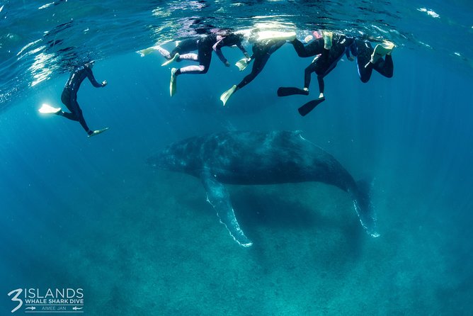 Swim With Humpback Whales - Ningaloo Reef - 3 Islands Whale Shark Dive - Safety Precautions and Rules