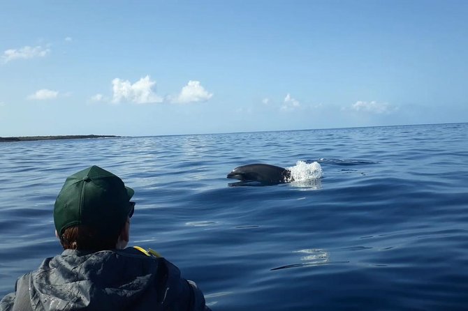 Tenerife by Kayak and Snorkeling Adventure in Small Group - Customer Reviews and Ratings