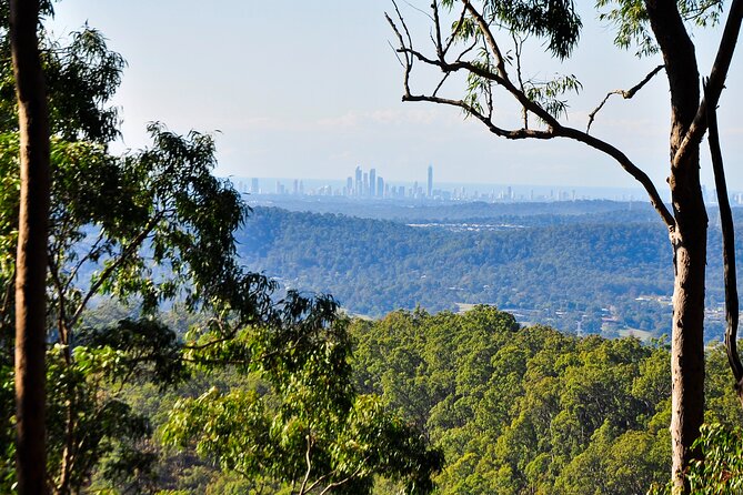 The Tastes of Tamborine Mountain - Encounter Native Australian Wildlife