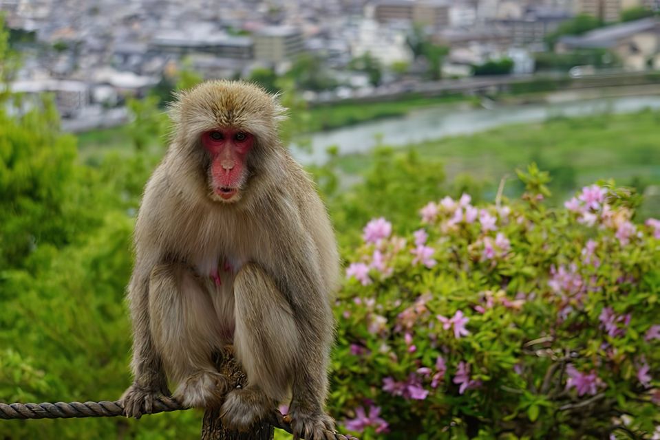 Arashiyama Kyoto: Bamboo Forest, Monkey Park & Secrets - Unveiling Arashiyamas Hidden Secrets