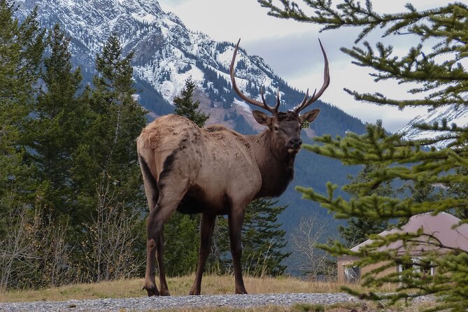 Banff Highlights & Wildlife Small Group Adventure - Highlights