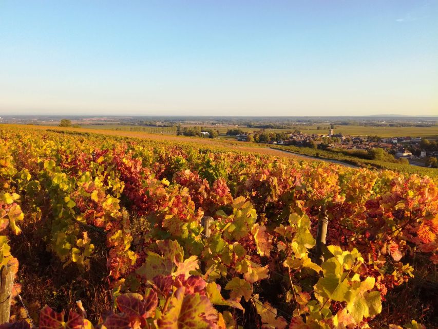 Côte De Beaune Private Local Wineries and Wine Tasting Tour - Common questions