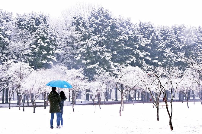 Elysian Gangchon Ski Resort With Nami Island Day Tour From Seoul - Nami Island Day Tour Highlights