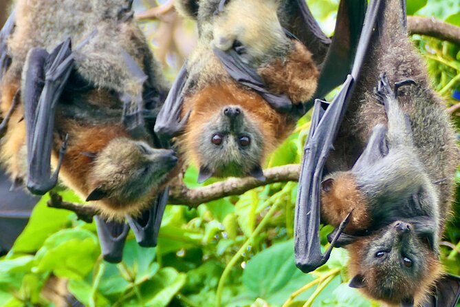 Flying Fox Experience, Thousands of Australias Largest Bat - Weather and Cancellation Policy