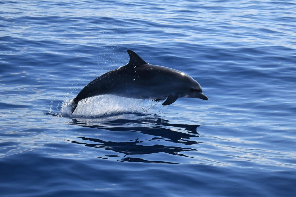 Funchal: Private Catamaran Tour With Dolphin Watching - Final Words