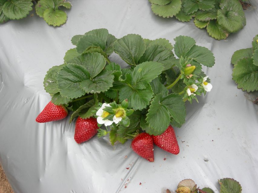 Monterey County Salinas Valley Farm Tour - Accessibility