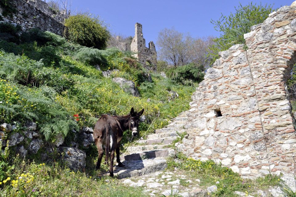 Mystras Castle Town, Sparta, Olive Museum Private Day Tour - Important Information