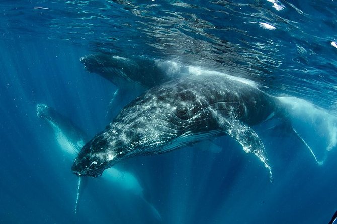 Swim With Humpback Whales - Ningaloo Reef - 3 Islands Whale Shark Dive - Planning Your Tour Schedule