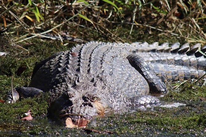 Total Daintree Experience Tour From Port Douglas - What to Expect on Tour