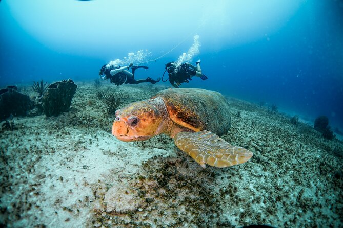 Discover Scuba Diving & Beach Club With Transportation in Riviera Maya - Common questions