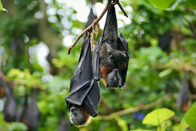 Flying Fox Experience, Thousands of Australias Largest Bat - Reviewers Share Their Delight